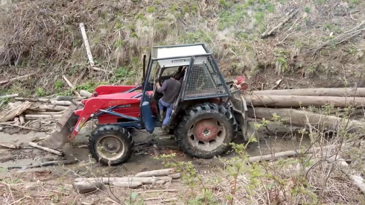União Europeia investiga abate ilegal de árvores na Roménia